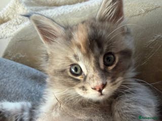Maine Coon cats Rare BlueTorti girl available full pedigree - Advert 2