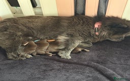 Chow Chow dogs for sale: Kc registered Pure chocolate chow chow puppies - Image 1