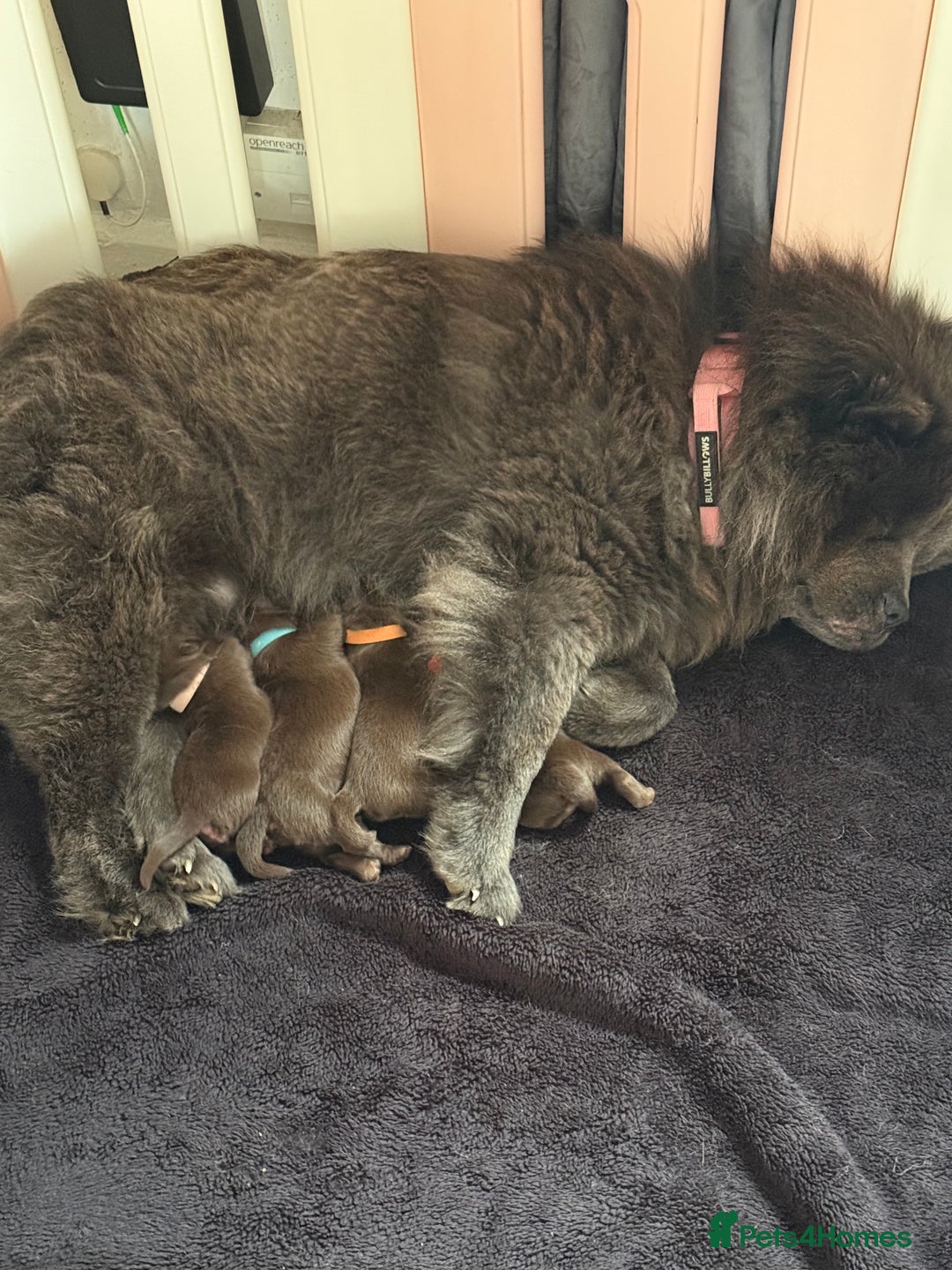 Chow Chow dogs for sale: Kc registered Pure chocolate chow chow puppies - Image 1