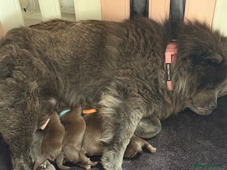 Chow Chow dogs - Advert 1