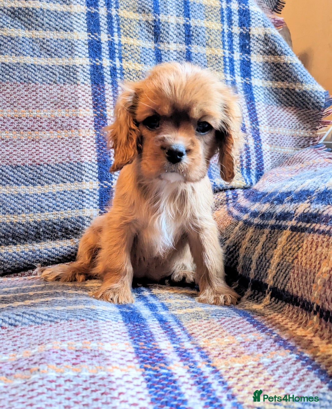 Cavalier King Charles Spaniel dogs for sale: Cavalier puppies Top bloodlines KC reg. - Advert 2