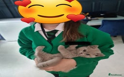 British Shorthair cats for sale: British shorthair kitten READY NOW - Image 3