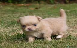 Chihuahua dogs for sale: ⭐️Gorgeous Long haired Lilac and Tan Chihuahuas ⭐️ - Image 19