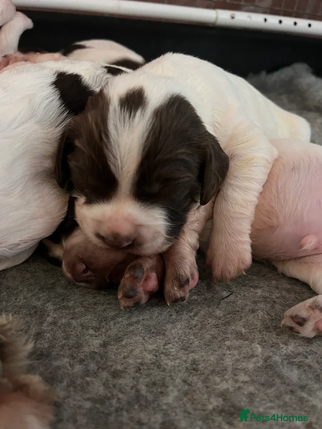 English Springer Spaniel dogs for sale: KC registered Traditional English Springer Spaniel - Advert 5