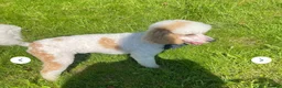 Goldendoodle dogs for sale: Beautiful little girl F1 mini Goldendoodle  - Advert 12
