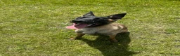 Belgian Shepherd Dog dogs for sale: KNPV BELGIAN MALINOIS SLEECKX in Stafford - Advert 3