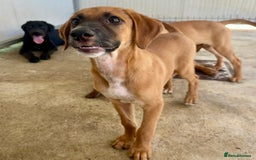 Mixed Breed dogs for adoption: Minnow (Hound/Shepherd mix) - Image 4