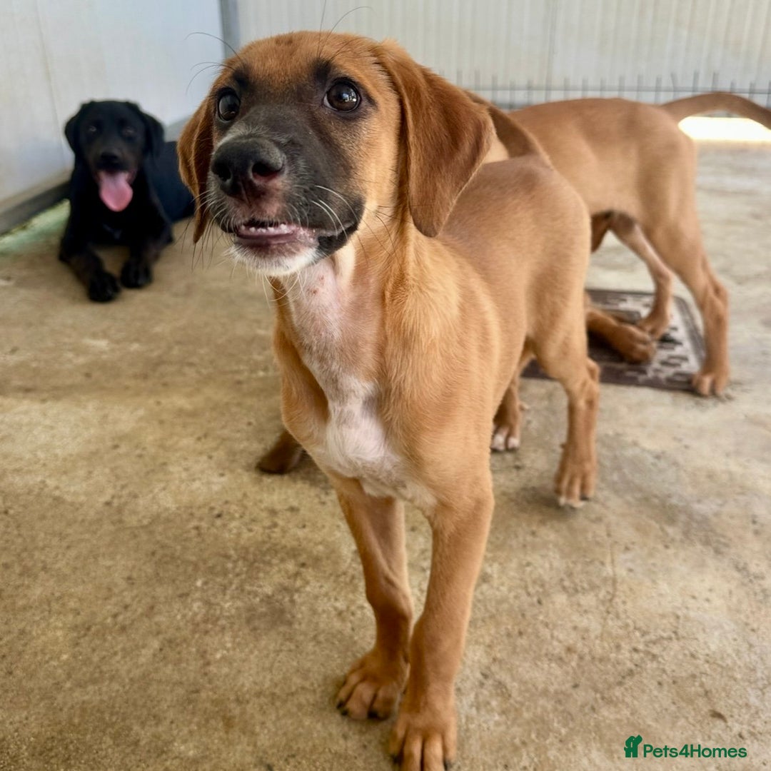 Mixed Breed dogs for adoption: Minnow (Hound/Shepherd mix) - Image 4