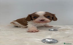Cavalier King Charles Spaniel dogs for sale: BOYS chocolate cavaliers 🐶🍫 - Image 9