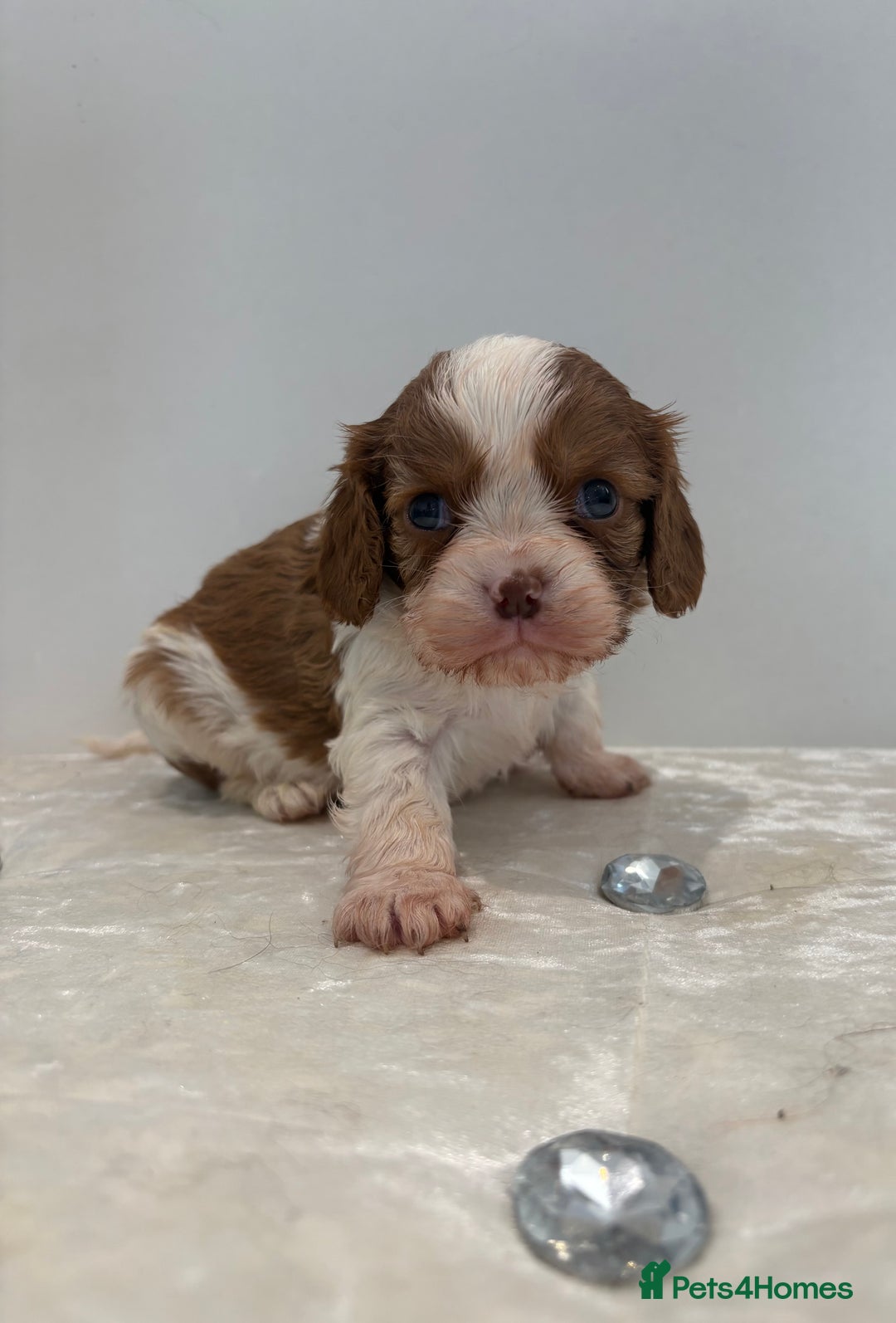 Cavalier King Charles Spaniel dogs for sale: BOYS chocolate cavaliers 🐶🍫 - Image 9