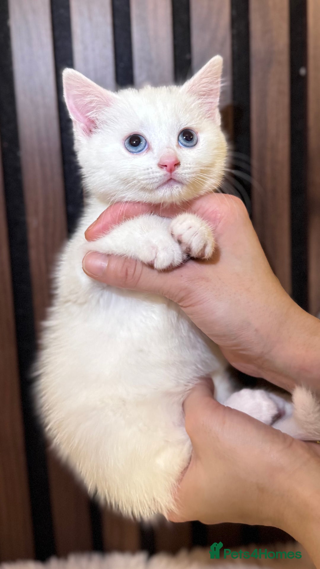 British Shorthair cats for sale: 🎃The Jack Frost Litter–Frost & Pumpkin Whiskers❄️ - Image 7