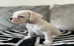 Boxer dogs for sale: KC Reg Female Ready for her new home - Image 6