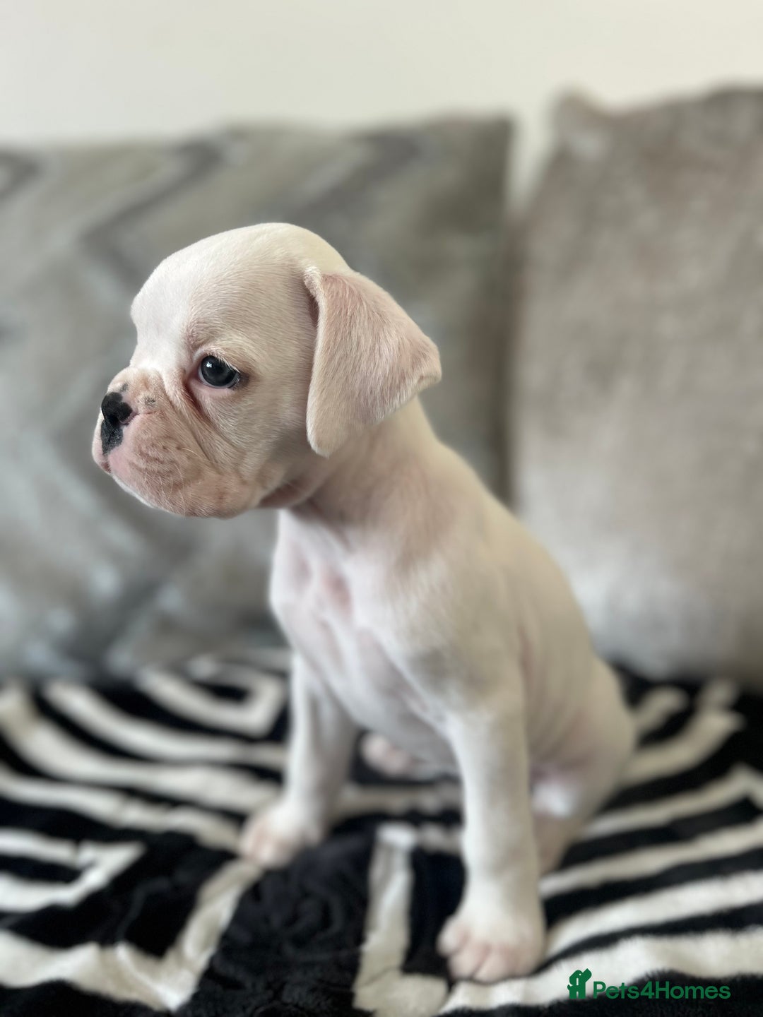 Boxer dogs for sale: KC Reg Female Ready for her new home - Image 6