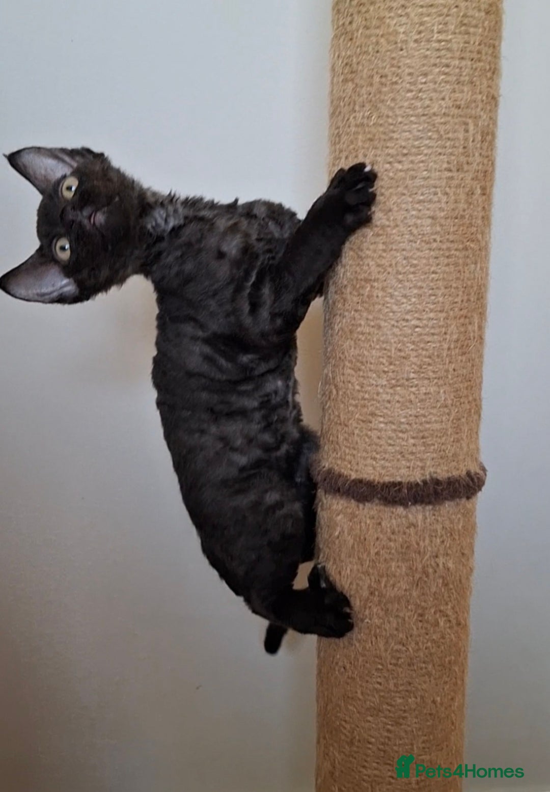 Devon Rex cats for sale: Devon Rex Kittens  - Image 5