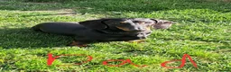 Dachshund dogs for sale: Beautiful Dachshund Puppies in Edinburgh - Advert 19
