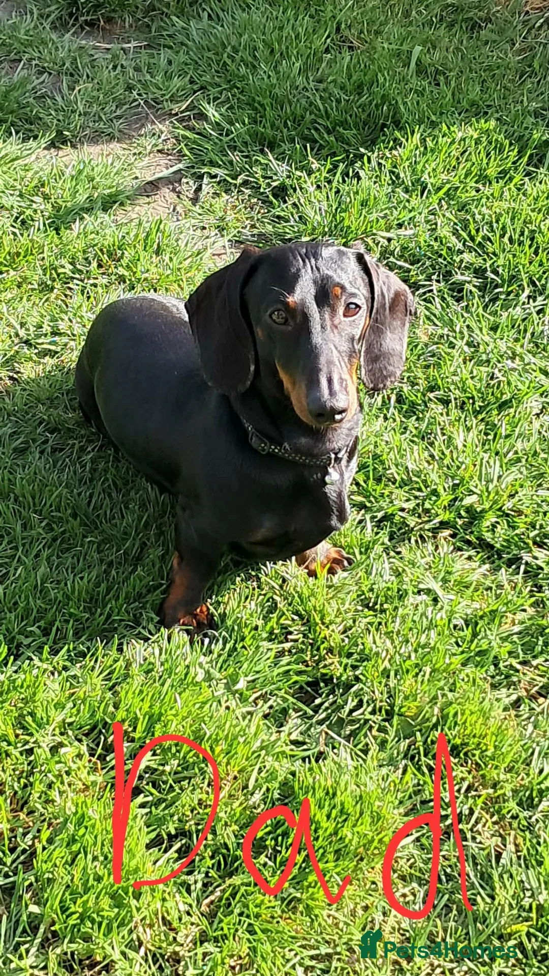 Dachshund dogs for sale: Beautiful Dachshund Puppies in Edinburgh - Advert 19