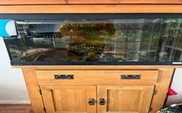 Axolotl reptiles for sale: Axolotl full set up - Image 2
