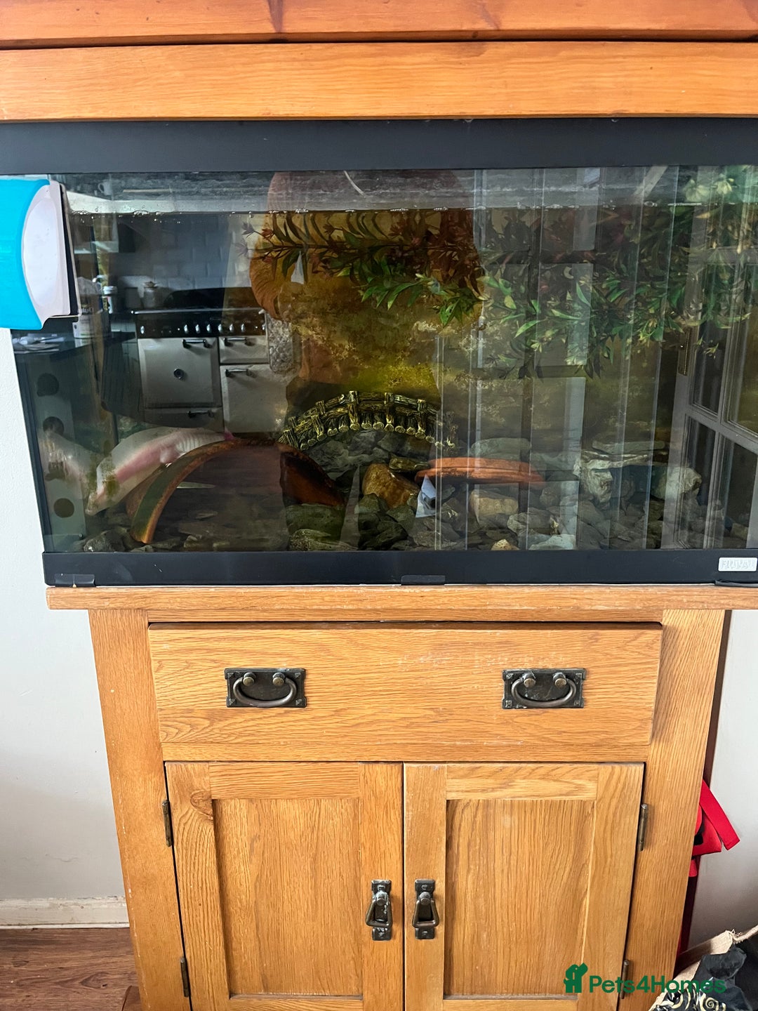 Axolotl reptiles for sale: Axolotl full set up - Image 2