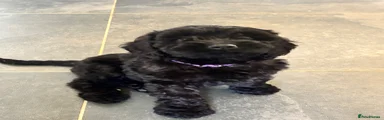 Cockapoo 3
