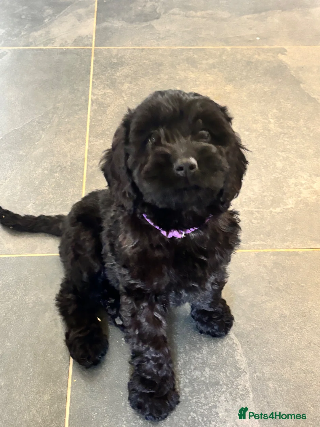 Cockapoo dogs for sale: F1 happy Cockerpoos  - Advert 10