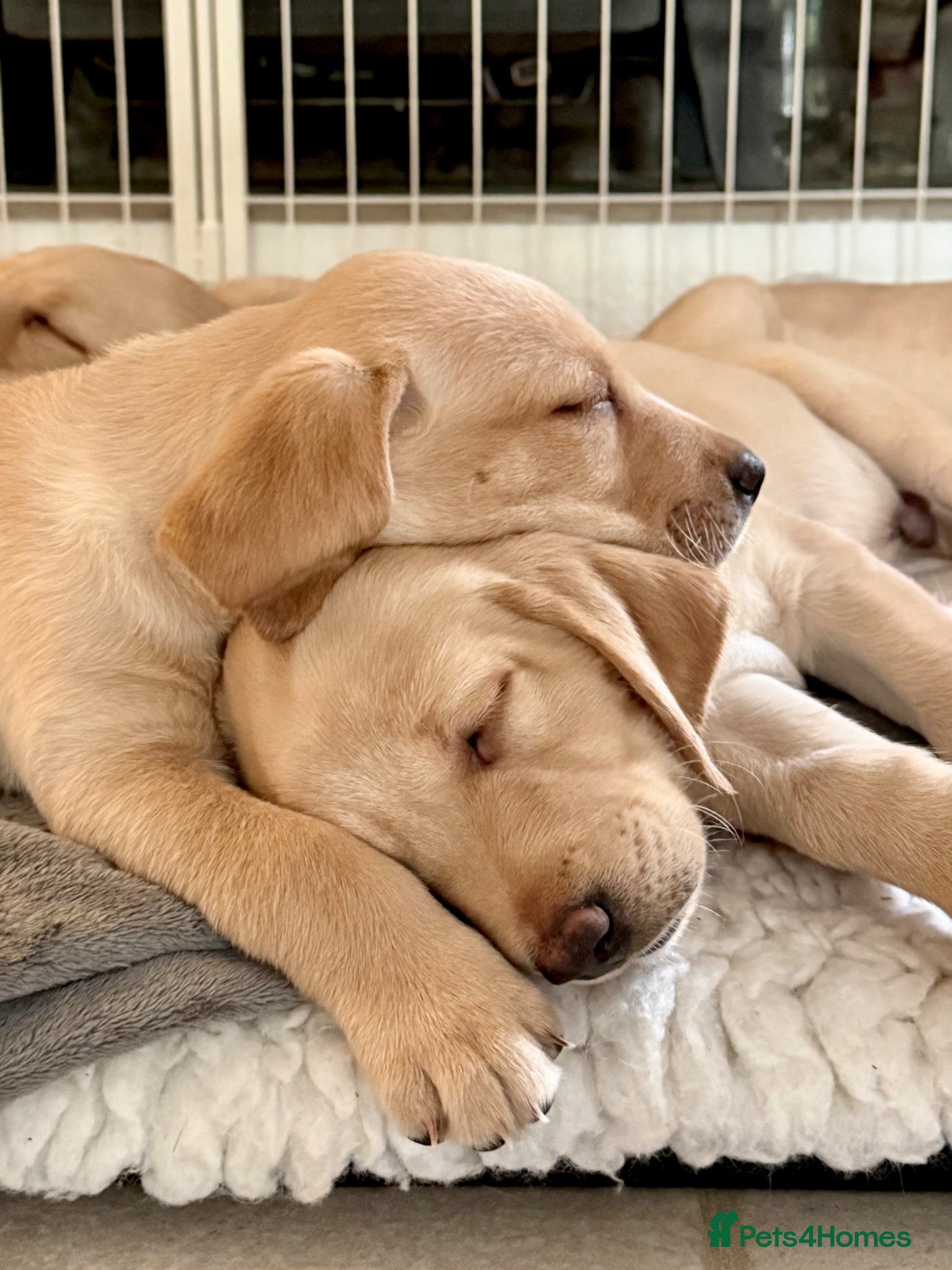 Labrador Retriever dogs Two adorable golden Labrador puppies - Advert 2
