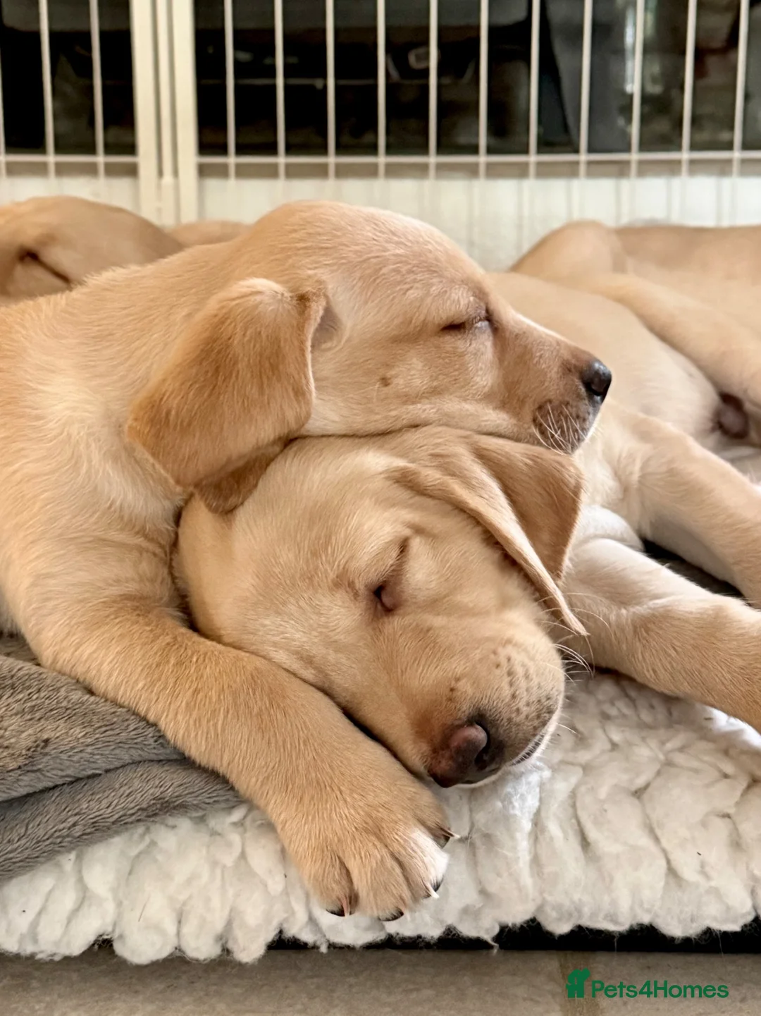 Labrador Retriever dogs for sale: Two adorable golden Labrador puppies in Saffron Walden - Advert 2