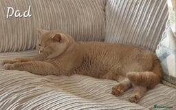 British Shorthair cats for sale: Stunning Russian Bloodline TICA reg kittens - Image 11