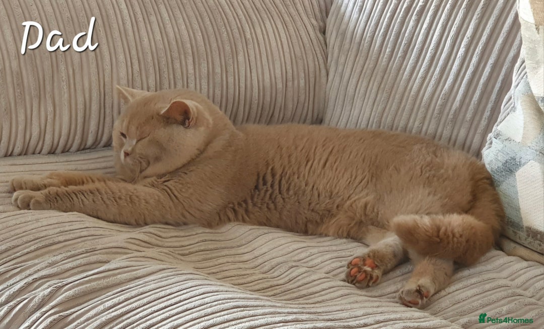 British Shorthair cats for sale: Stunning Russian Bloodline TICA reg kittens - Image 11