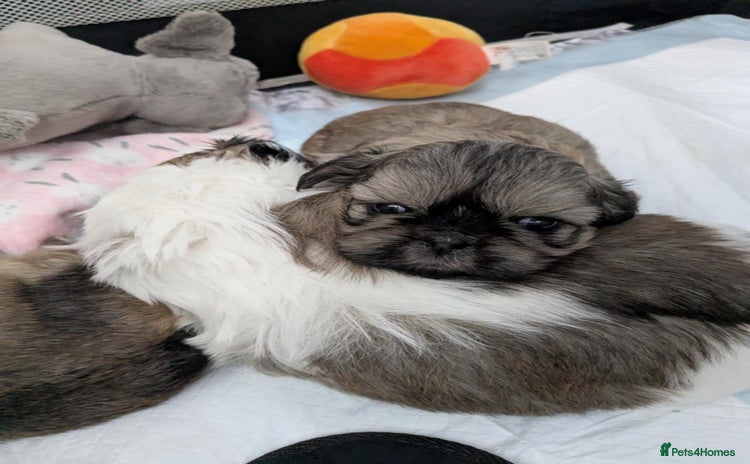 Shih Tzu dogs - Advert 11