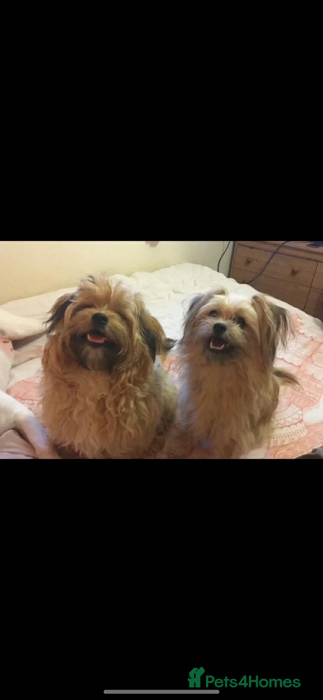 Mixed Breed dogs for adoption: Gorgeous sisters available for adoption  - Advert 1