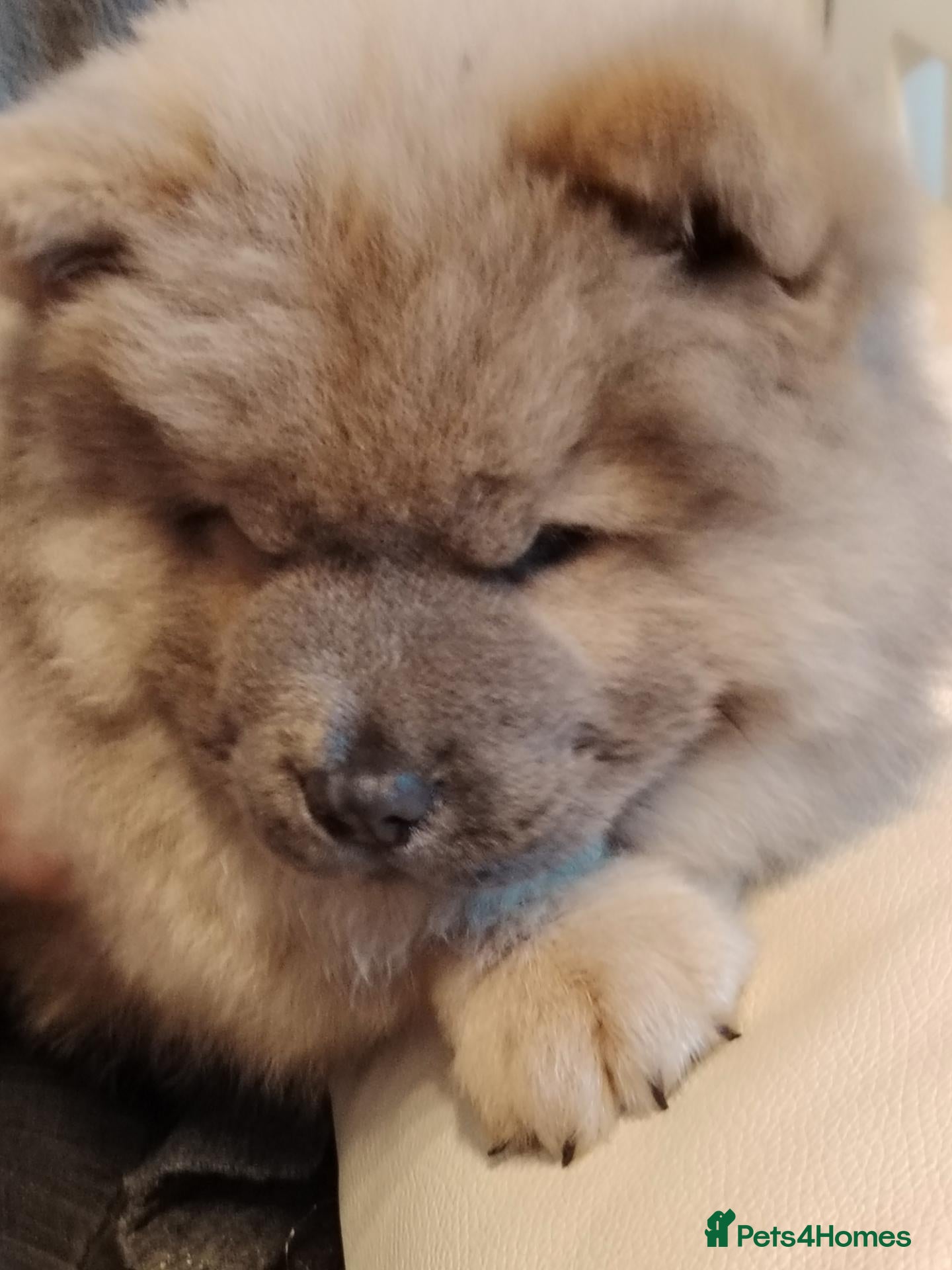 Chow Chow dogs for sale: 🐻❤️ Only one beautiful Chow Chow puppie left! 🐻 - Advert 18