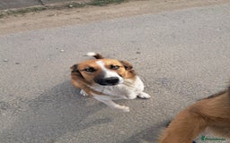 Mixed Breed dogs for adoption: BENNY - a faithful dog for a Loving Home - Image 1