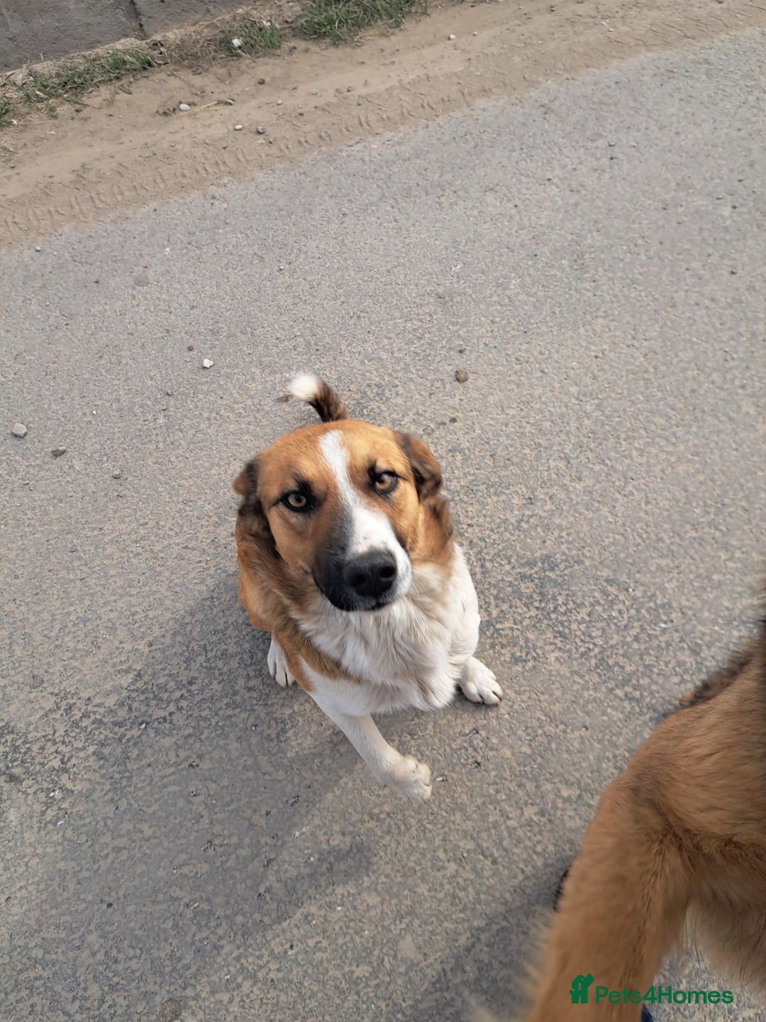 Mixed Breed dogs for adoption: BENNY - a faithful dog for a Loving Home - Image 1