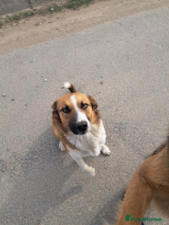 BENNY - a faithful dog for a Loving Home