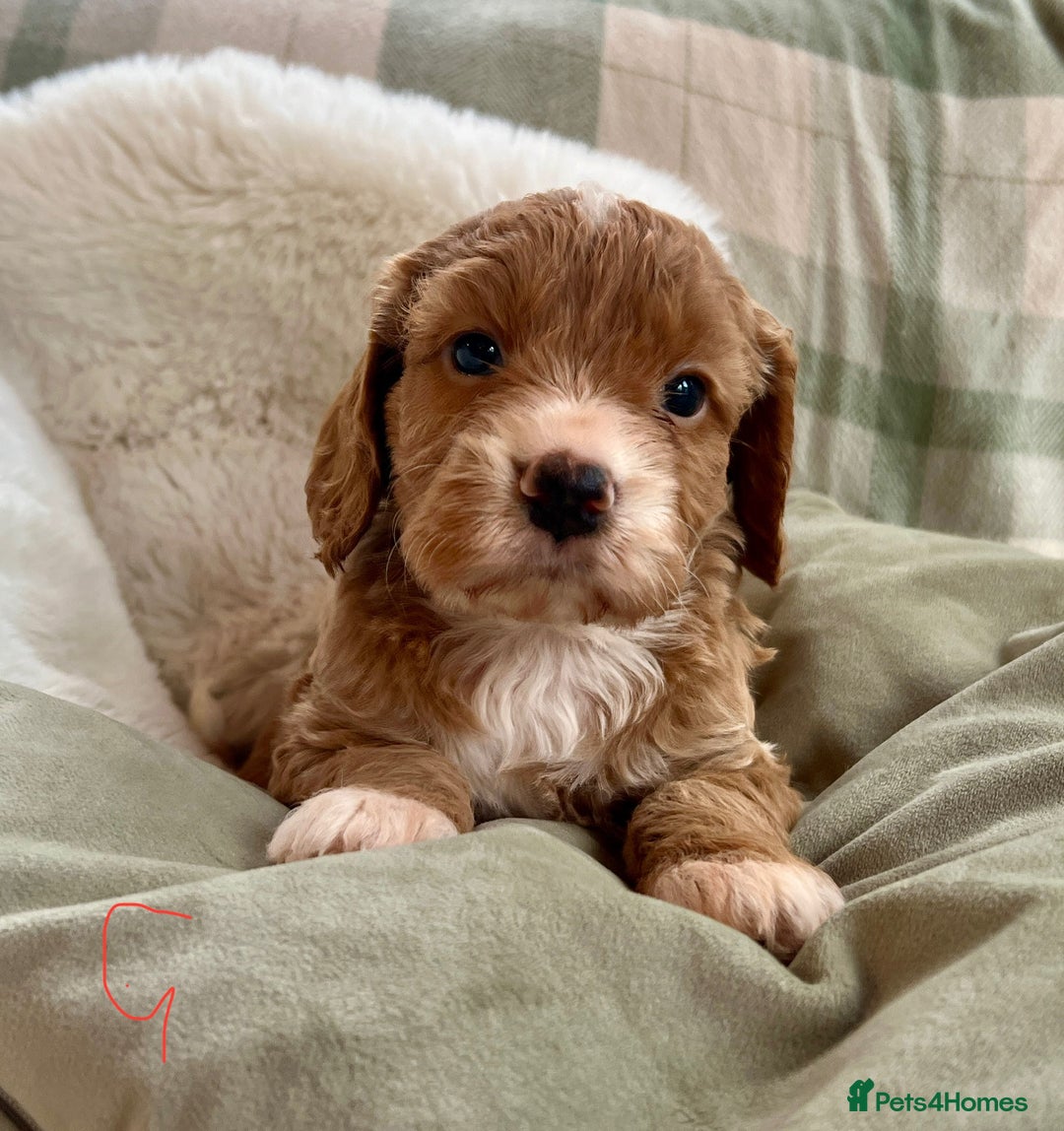 Cockapoo dogs for sale: Stunning F1 Cockapoo  - Advert 6