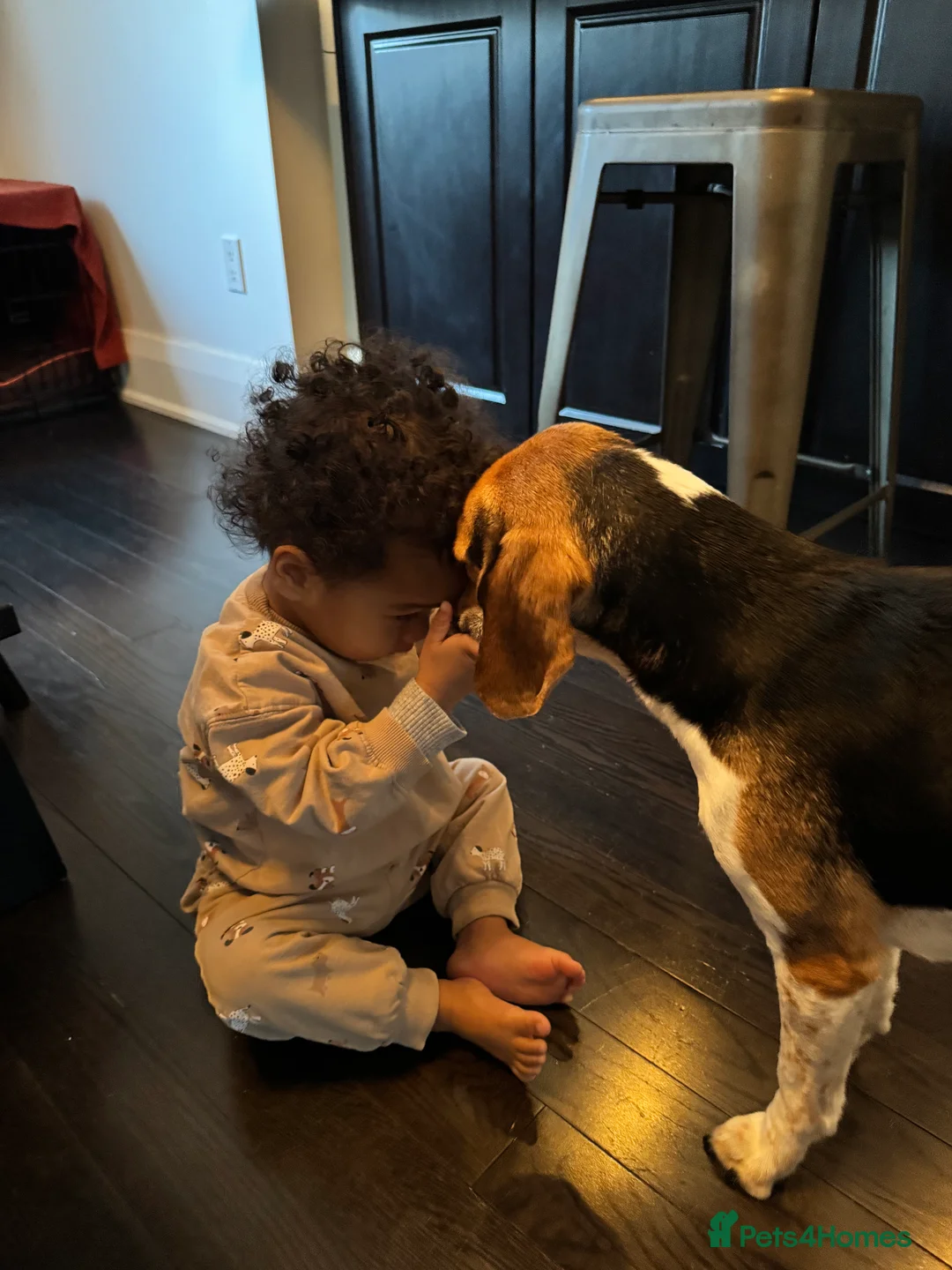 Beagle dogs for sale: Sweetheart Beagle - Advert 2