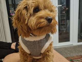 Cavapoo dogs in London - Advert 35