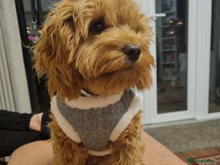 Cavapoo dogs Experienced, proven and health tested cavapoo stud in London - Advert 3