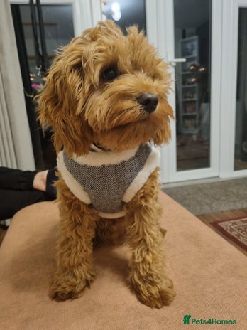 Cavapoo dogs in London - Advert 1