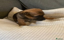 Jack Russell dogs for sale: Stunning Jack Russell Puppies - Advert 13