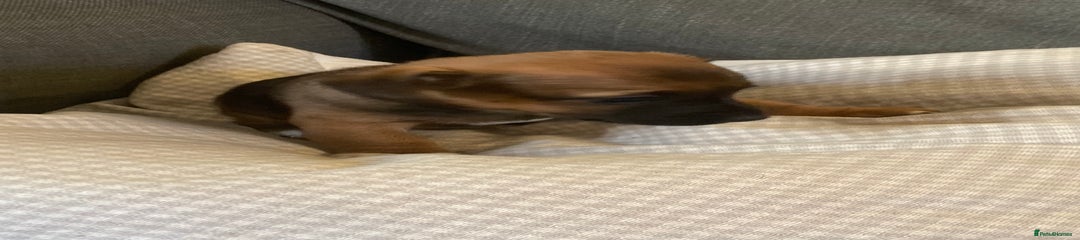 Jack Russell Puppy 4