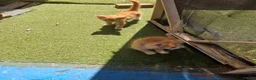 Mixed Breed cats for sale: 3 Ginger Kittens. 8 weeks old  - Advert 17