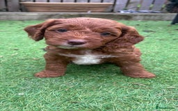 Cockapoo dogs for sale: F1 cockapoos  - Image 4