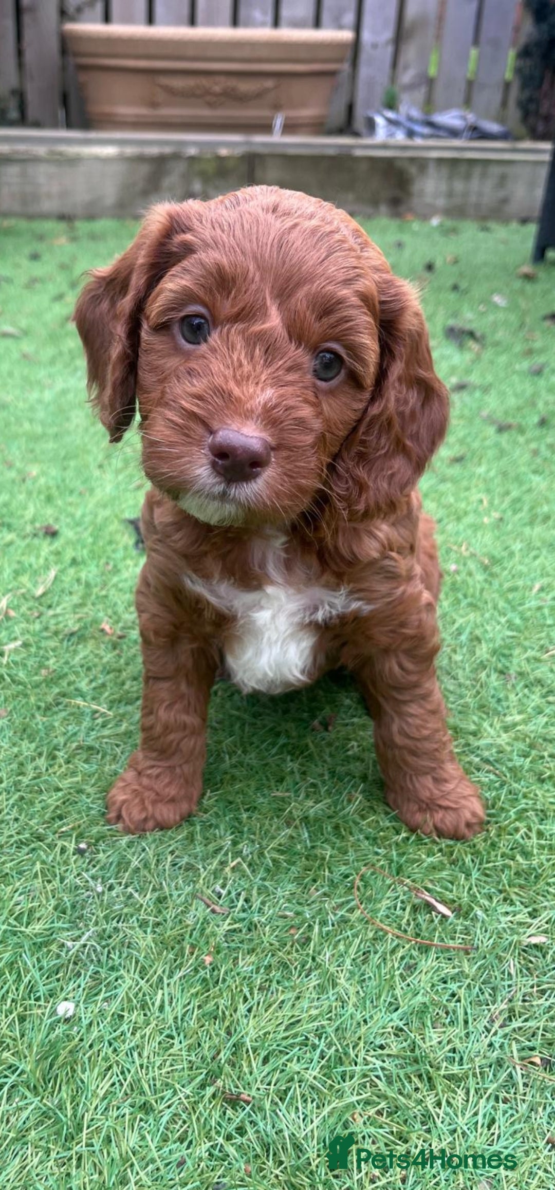 Cockapoo dogs for sale: F1 cockapoos  - Image 4