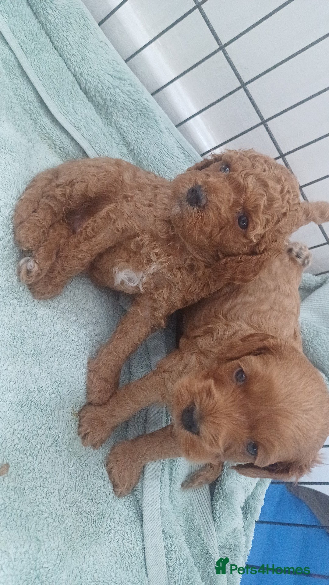 Cockapoo dogs for sale: Beautiful cockapoo puppies  - Image 32