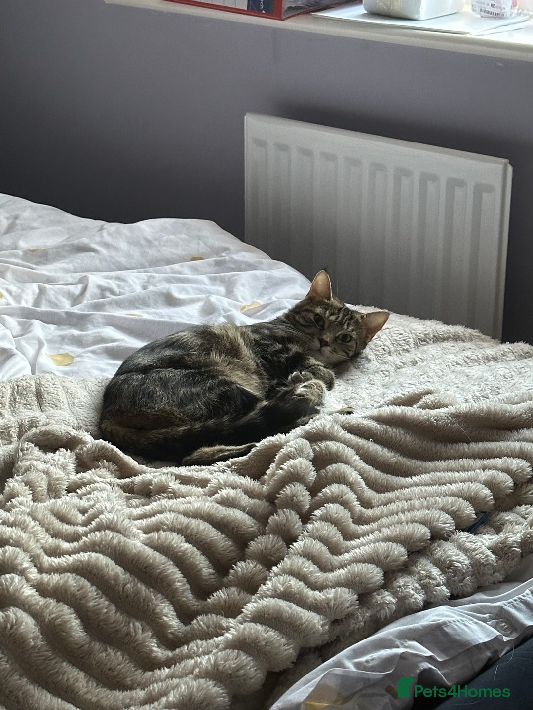 Mixed Breed cats for sale: FREE beautiful tabby urgently needs rehoming - Advert 2