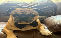Pug dogs for stud: For Stud - Apricot Fawn Pug Benson. - Image 5