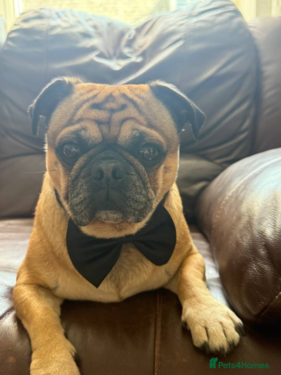 Pug dogs for stud: For Stud - Apricot Fawn Pug Benson. - Image 5