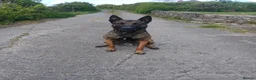 Belgian Shepherd Dog dogs for sale: Belgian Malinois knpv x ring sport fci ikc reg in Omagh - Advert 23