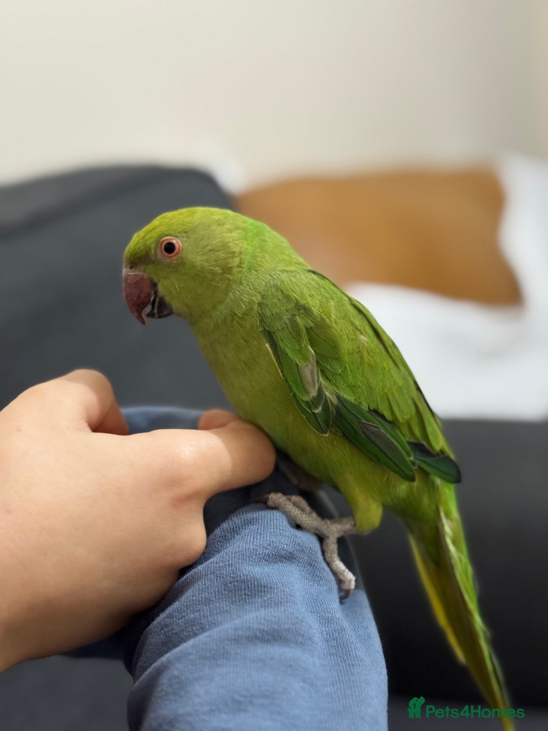 Ringnecks birds for sale: A beautiful Ringneck  - Advert 5